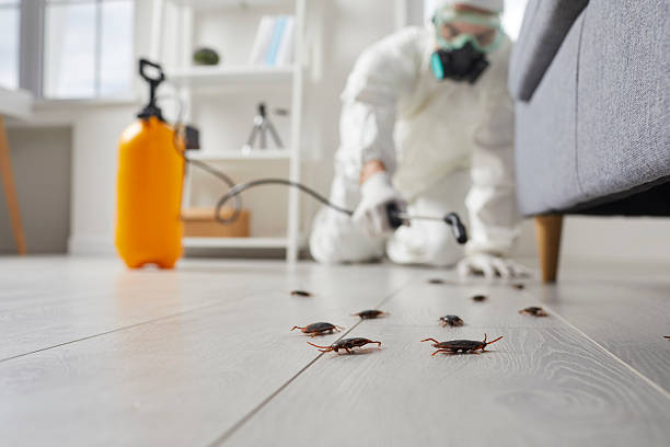 Commercial Kitchen Cockroach Control in Combine